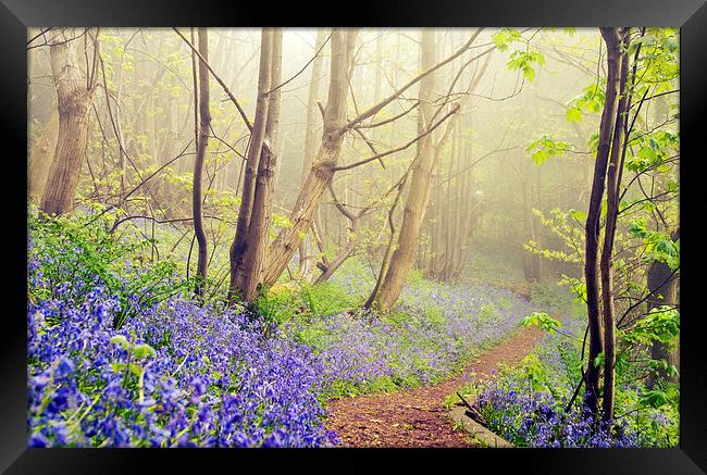 Walk into Bluebell Woods Framed Print by Dawn Cox