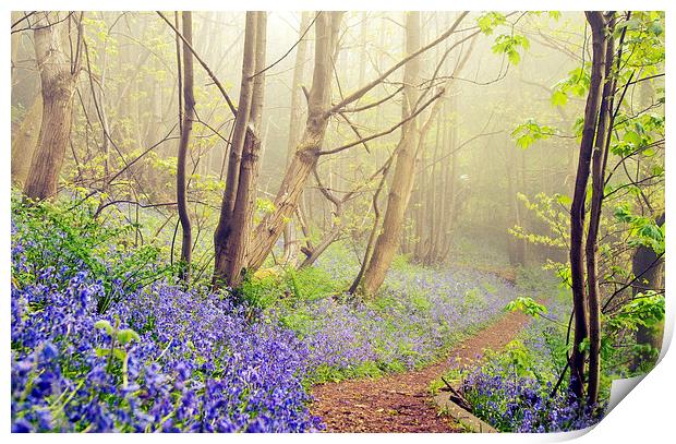 Walk into Bluebell Woods Print by Dawn Cox