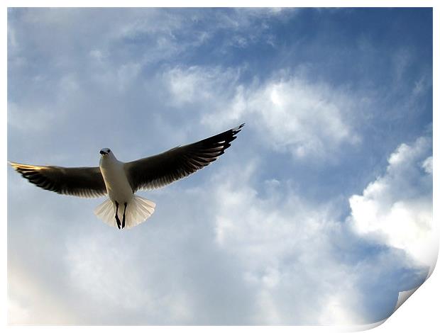 Sea gull Print by Ralph Schroeder