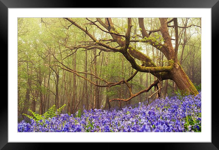 Giant among the Bluebells Framed Mounted Print by Dawn Cox