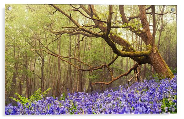 Giant among the Bluebells Acrylic by Dawn Cox