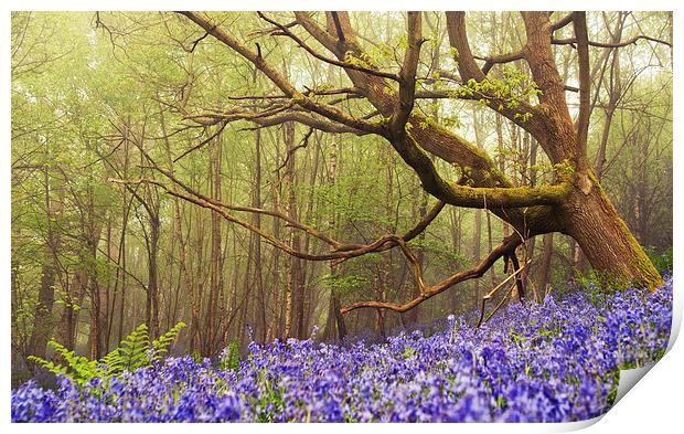 Giant among the Bluebells Print by Dawn Cox