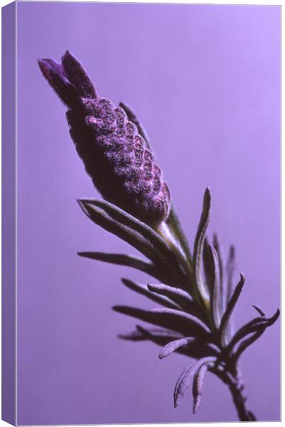 Lavender Stem Canvas Print by John Latta