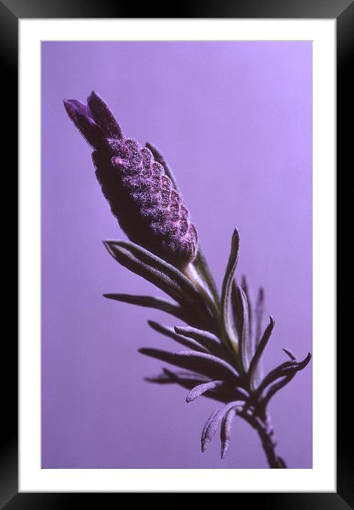 Lavender Stem Framed Mounted Print by John Latta