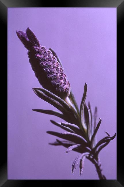 Lavender Stem Framed Print by John Latta