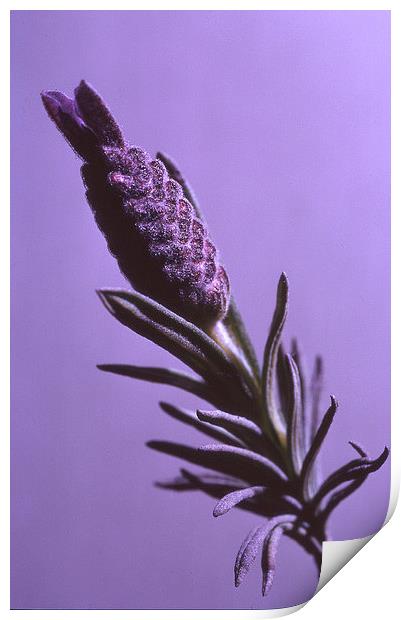 Lavender Stem Print by John Latta
