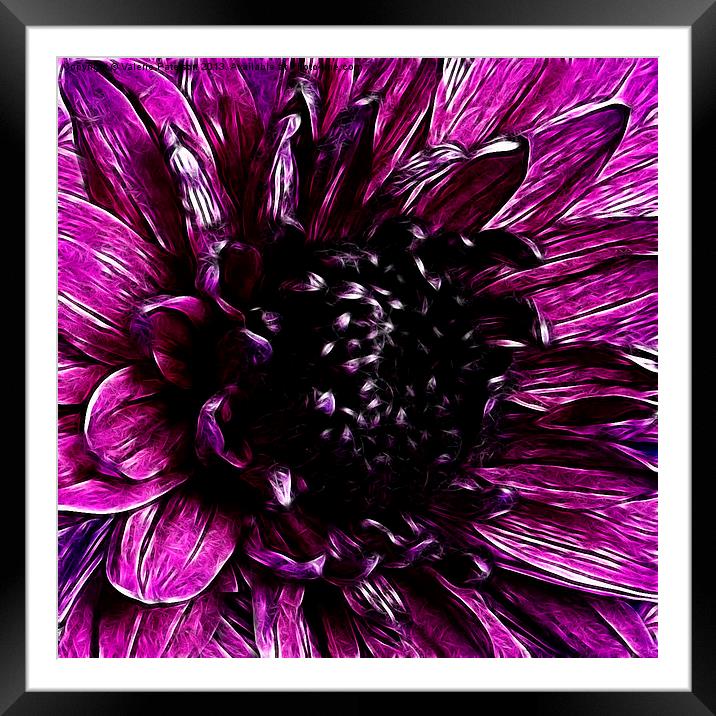 Purple Carintian Framed Mounted Print by Valerie Paterson
