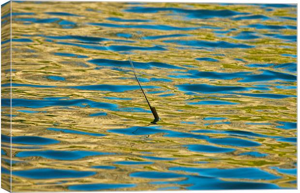 Single reed in a lake Canvas Print by steve akerman