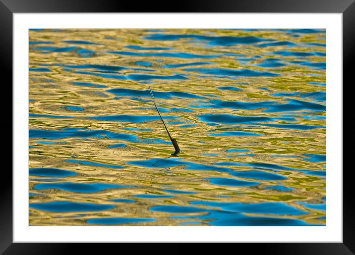 Single reed in a lake Framed Mounted Print by steve akerman