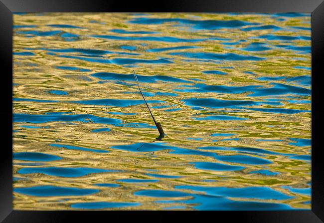 Single reed in a lake Framed Print by steve akerman