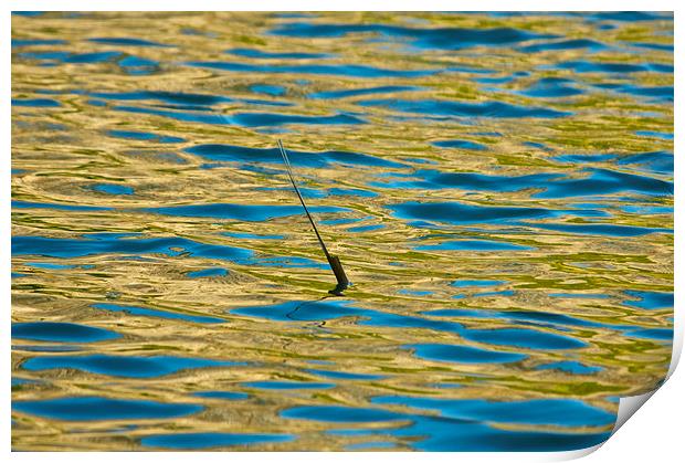Single reed in a lake Print by steve akerman