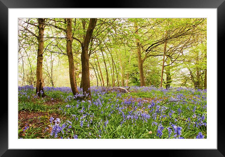 Bluebell woodland Framed Mounted Print by Dawn Cox