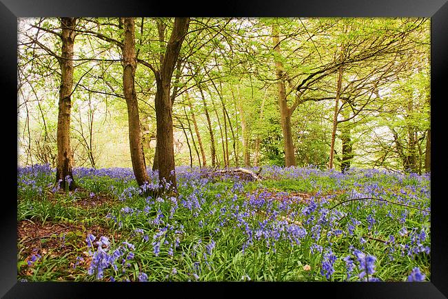 Bluebell woodland Framed Print by Dawn Cox