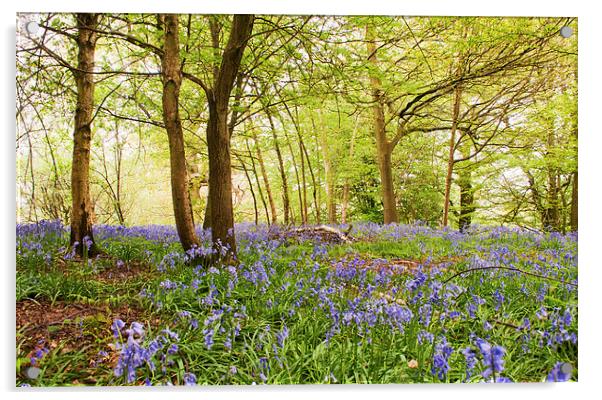 Bluebell woodland Acrylic by Dawn Cox