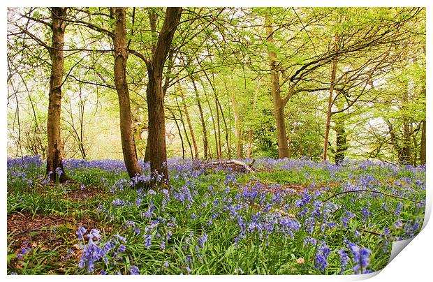 Bluebell woodland Print by Dawn Cox