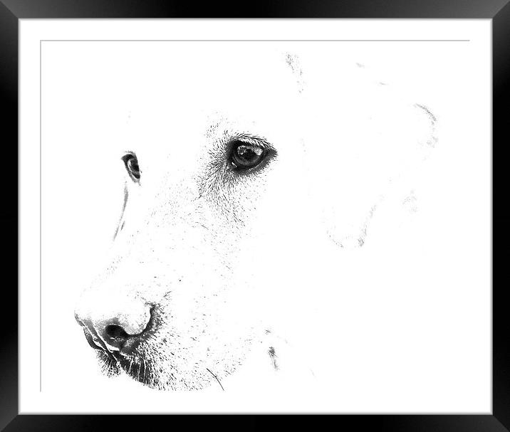 Pencil Sketch of a Labrador Framed Mounted Print by Sue Bottomley