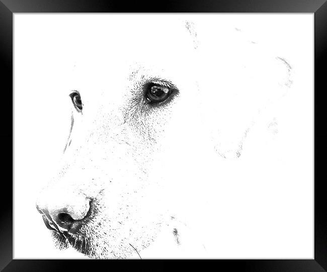 Pencil Sketch of a Labrador Framed Print by Sue Bottomley