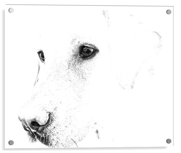 Pencil Sketch of a Labrador Acrylic by Sue Bottomley