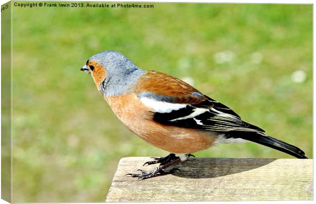 The Chaffinch Canvas Print by Frank Irwin