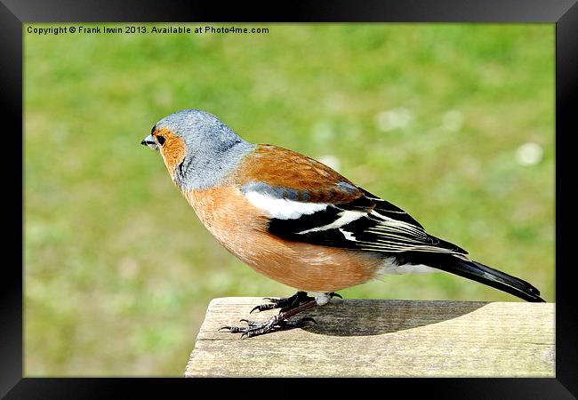 The Chaffinch Framed Print by Frank Irwin