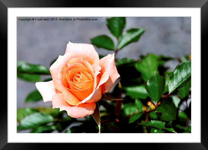 A Beautiful pink hybrid tea rose Framed Mounted Print by Frank Irwin
