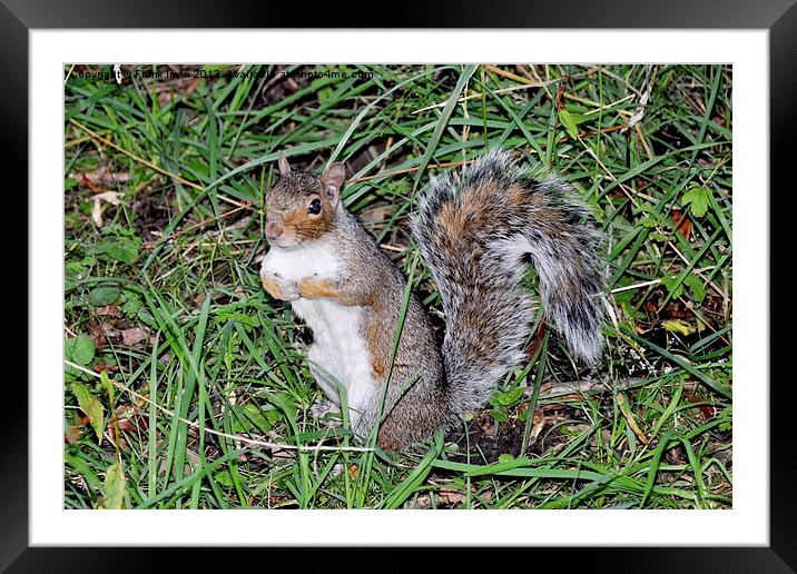 A Beautiful grey squirrel Framed Mounted Print by Frank Irwin