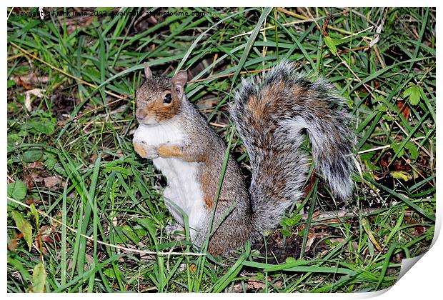 A Beautiful grey squirrel Print by Frank Irwin