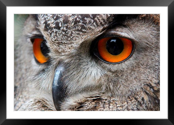 Bird of Prey Framed Mounted Print by Andre Buys