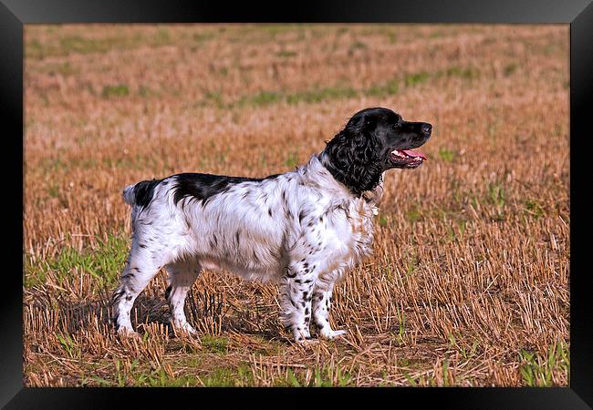 English Springer Spaniel Framed Print by Paul Scoullar