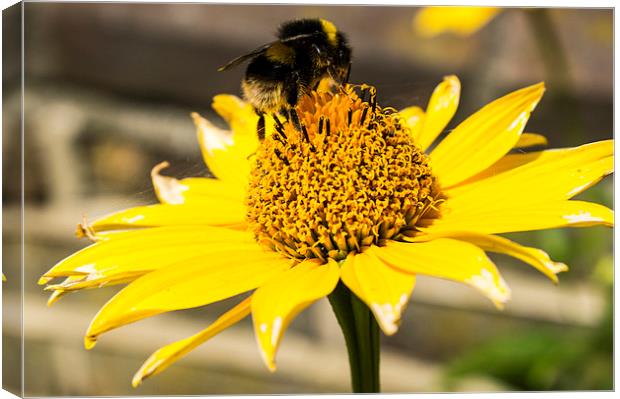 Bumble Bee Daisy Canvas Print by Steven Dale
