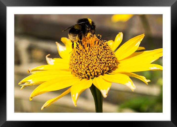 Bumble Bee Daisy Framed Mounted Print by Steven Dale