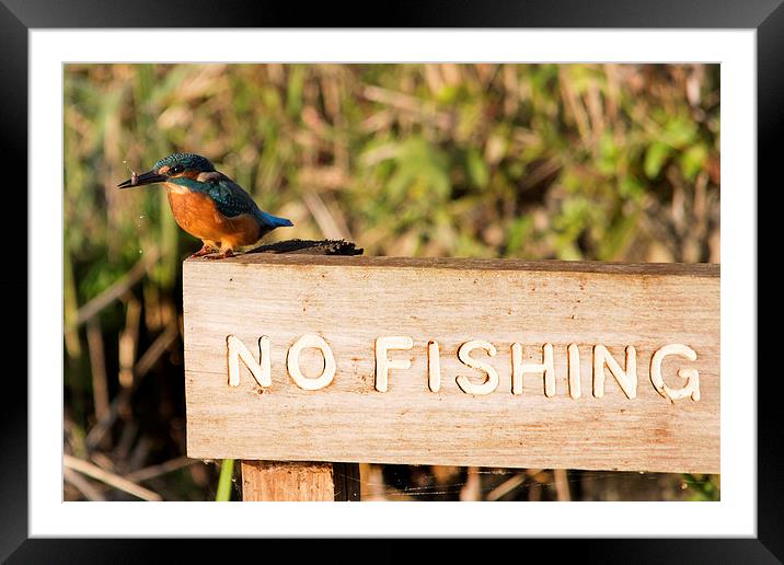 Cheeky Kingfisher Framed Mounted Print by Simon West