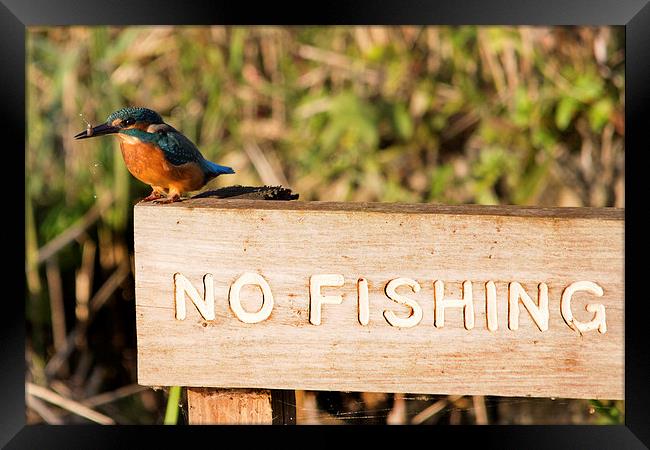 Cheeky Kingfisher Framed Print by Simon West
