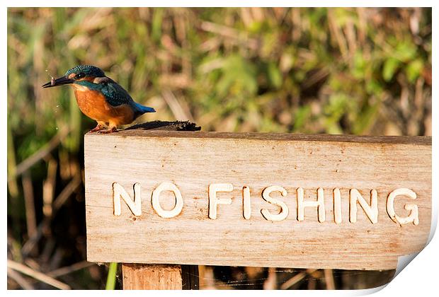 Cheeky Kingfisher Print by Simon West