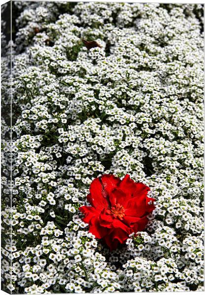 Red Flower Canvas Print by Matthew Bates
