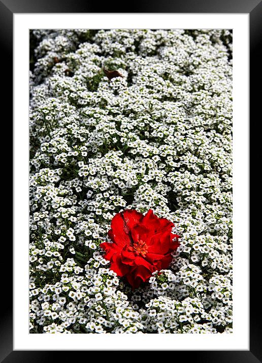 Red Flower Framed Mounted Print by Matthew Bates