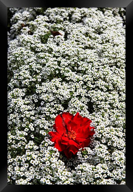 Red Flower Framed Print by Matthew Bates