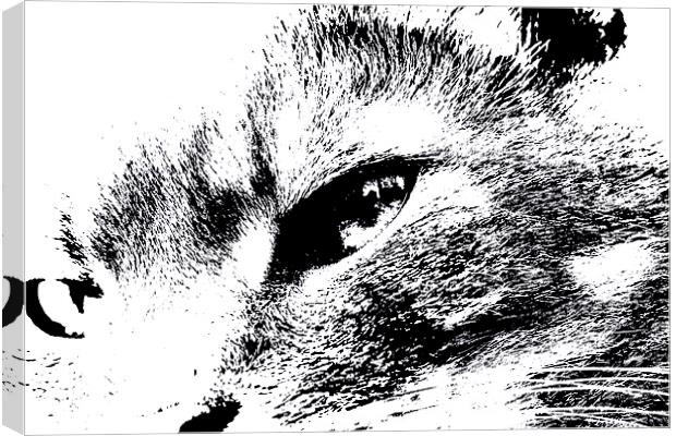 Cats eye view Canvas Print by Gordon Bishop