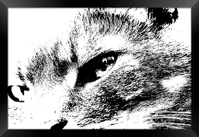 Cats eye view Framed Print by Gordon Bishop
