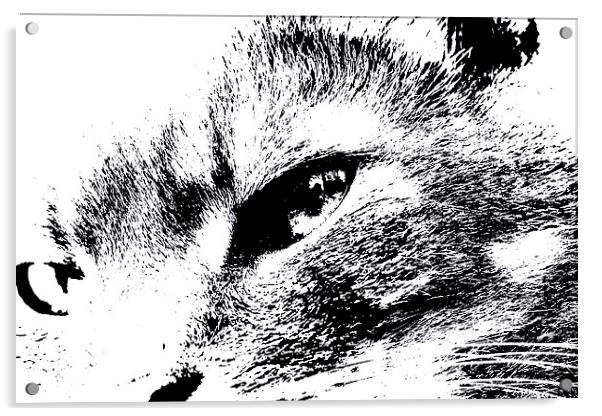 Cats eye view Acrylic by Gordon Bishop