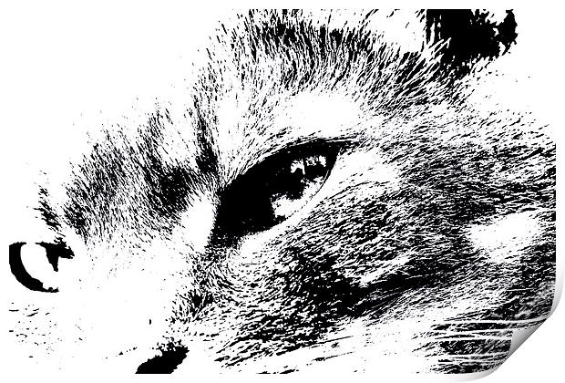 Cats eye view Print by Gordon Bishop