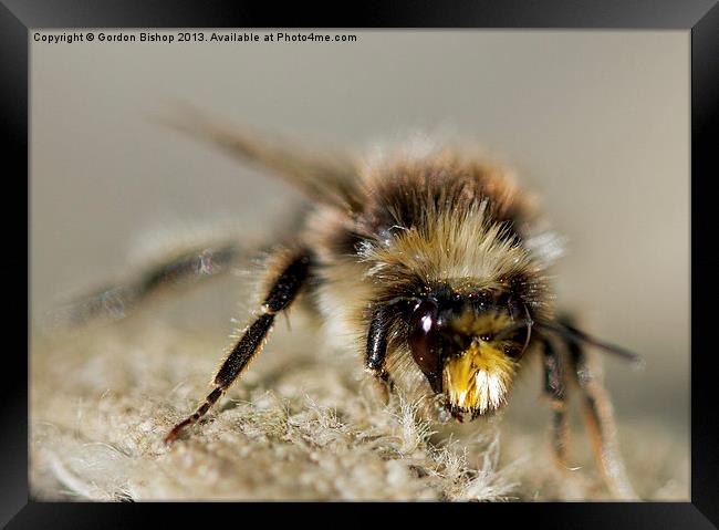 Bee have Framed Print by Gordon Bishop