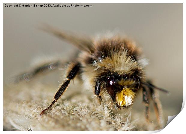 Bee have Print by Gordon Bishop
