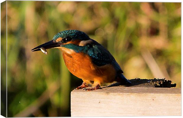 Kingfisher Canvas Print by Simon West