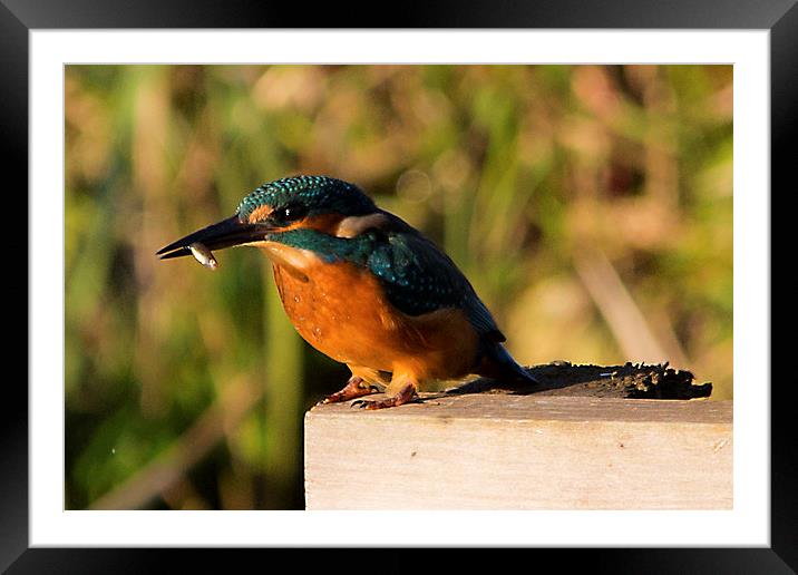Kingfisher Framed Mounted Print by Simon West