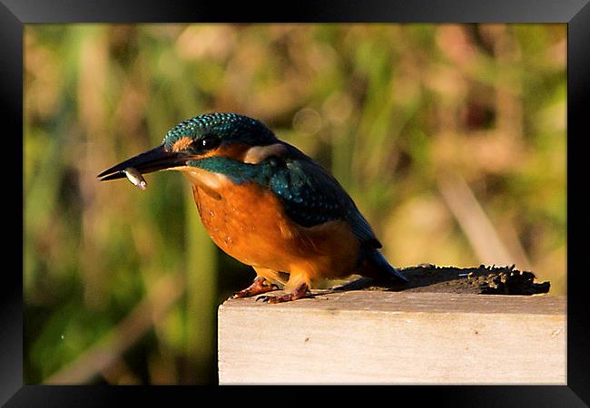 Kingfisher Framed Print by Simon West