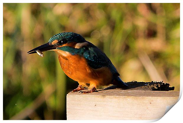 Kingfisher Print by Simon West