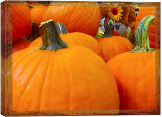 Hiding in the Pumpkin Patch Canvas Print by Judy Hall-Folde