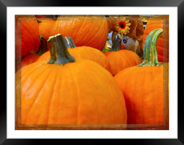 Hiding in the Pumpkin Patch Framed Mounted Print by Judy Hall-Folde