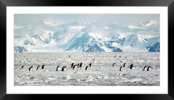 Penguin Highway Framed Mounted Print by Carole-Anne Fooks